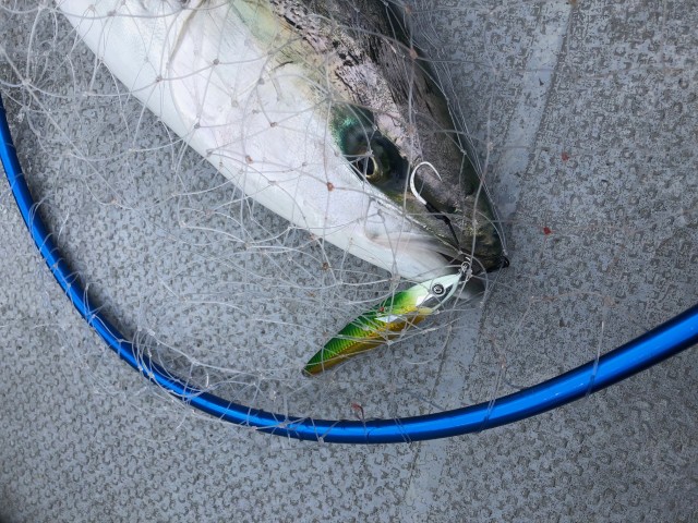 1.30キャスティングヒートp　青物ジギング2